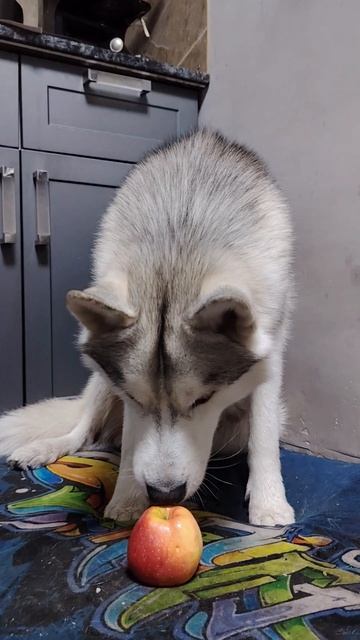 Хаски Джек любитель яблок