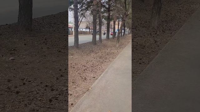 Аляскинский Маламут Юкас катает на Скейте