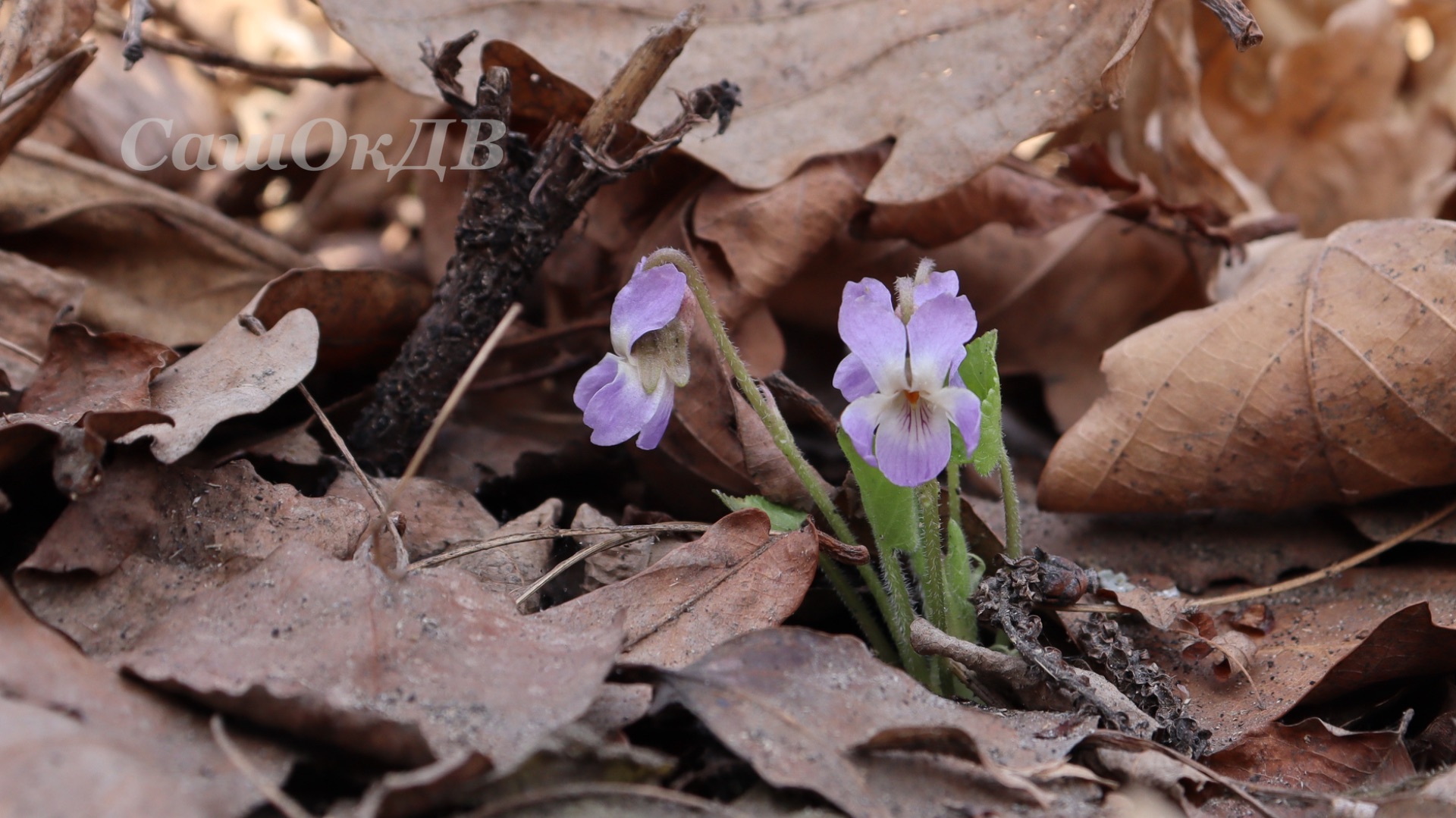 Приморье. Природа просыпается, тритоны оттаяли...