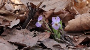 Приморье. Природа просыпается, тритоны оттаяли...