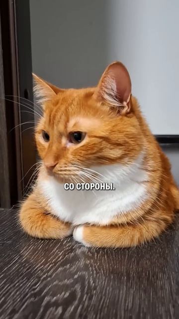 Кот начальник котэ