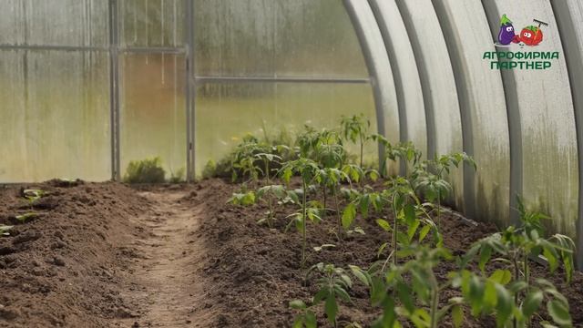 КАК РАСПЛАНИРОВАТЬ ОГОРОД И ПОДОБРАТЬ ПИТАНИЕ ДЛЯ УРОЖАЯ  Планирование сезона и удобрения