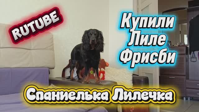 Купили собаке летающую тарелку Фрисби