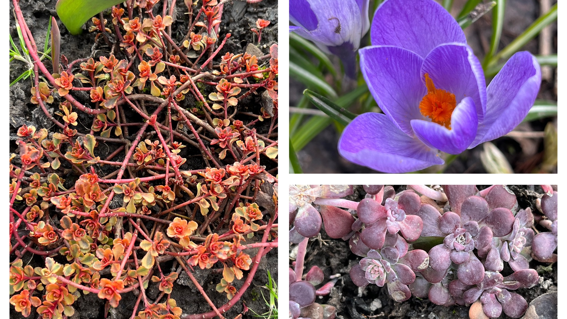 Добрались! Уже красиво! Есть ли всходы?