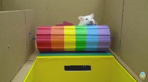 Хомячок убегает из опасного цветочного лабиринта! 11 часть