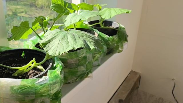 Посадили тыквы и арбузы в горшки да по-моему поторопились Что делать то с ней теперь?