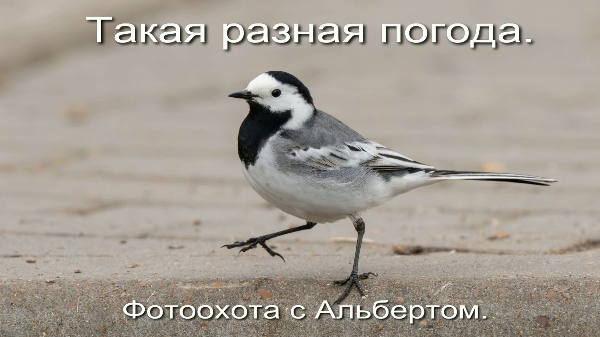 Фотоохота с Альбертом. Такая разная погода.