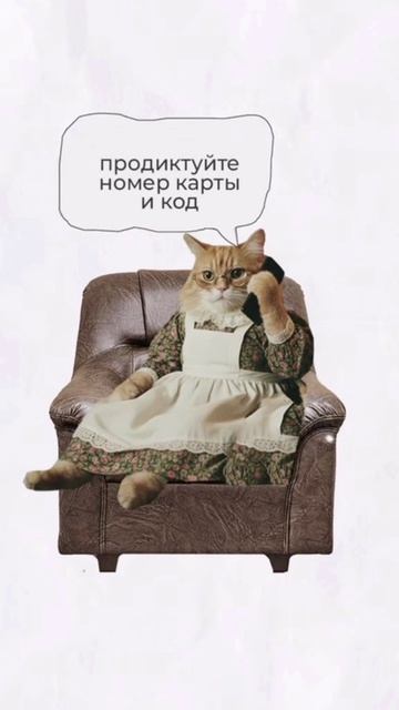 котята пояснят 