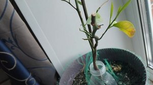 как я подрезал цитрусовое комнатное растение