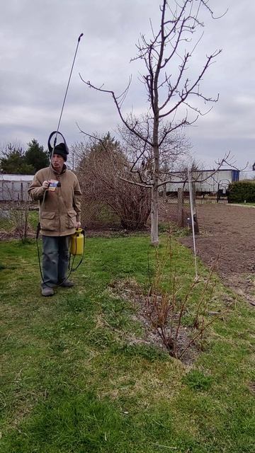 Пора опрыскивать наш сад от болезней и вредителей....