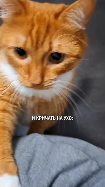 Кошатники не знают своих котов #котики #кошатники #кот