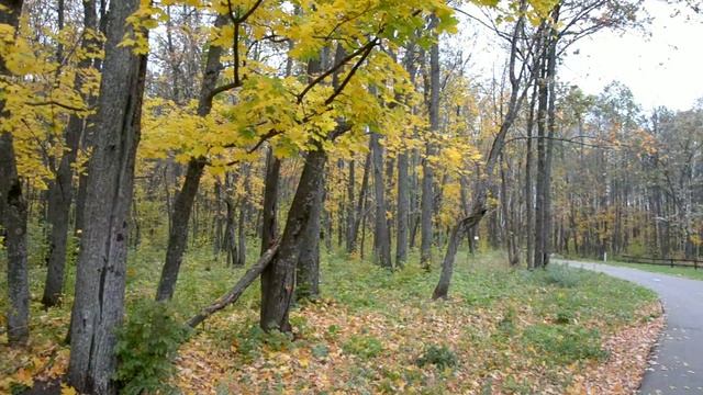 🎥ОКТЯБРЬ /ЭКОПРОГУЛКИ HD/