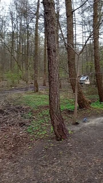 Пополняю кормом ближние и дальние кормушки для синиц и белочек (16.04.26.)