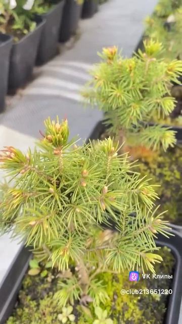 Радости девочек 50+