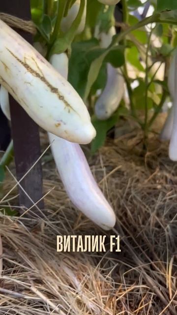 ОВОЩНЫЕ ФАВОРИТЫ ДЛЯ ОТКРЫТОГО ГРУНТА #SemenaPartnerShorts