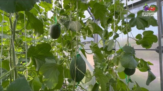 КАК ВЫРАСТИТЬ СЛАДКУЮ ДЫНЮ В ПОДМОСКОВЬЕ? Урожай в теплице уже в августе