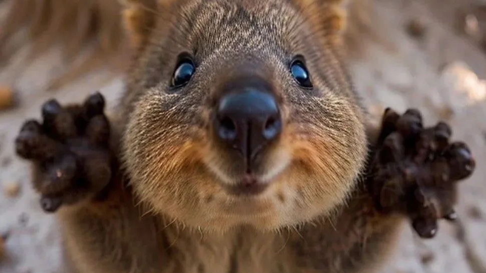 статуя вихря маинкрафт