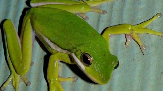 Самая крошечная лягушка
