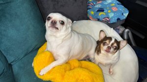 Доброго всем вечера и самой спокойной ночи.