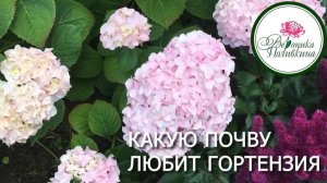 ПОЧВА ДЛЯ ГОРТЕНЗИЙ
