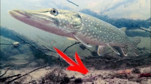 Красивейшая Зимняя Рыбалка 2026 Щуки и Окуни. Подводная Съёмка. Лучшие Моменты от первого лица