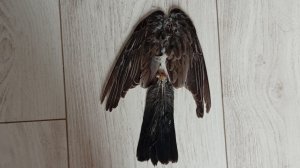 16-04-2026 крылья и хвост дрозда-рябинника в коллекции перьев птиц