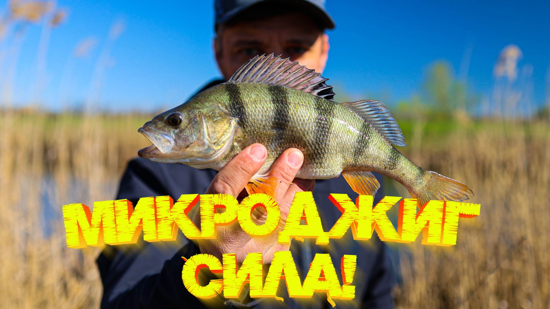 Окунь отнерестился НО еще жрёт 👍 МИКРОДЖИГ СИЛА  💪💪💪