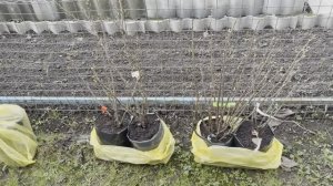 ВЫСАЖИВАЕМ НОВЫЕ САЖЕНЦЫ ИЗ ПИТОМНИКА