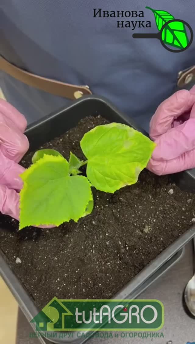 Желтеют листья огурцов? 1 секретное средство, которое спасет ваш урожай. Огурцы больше не желтеют!