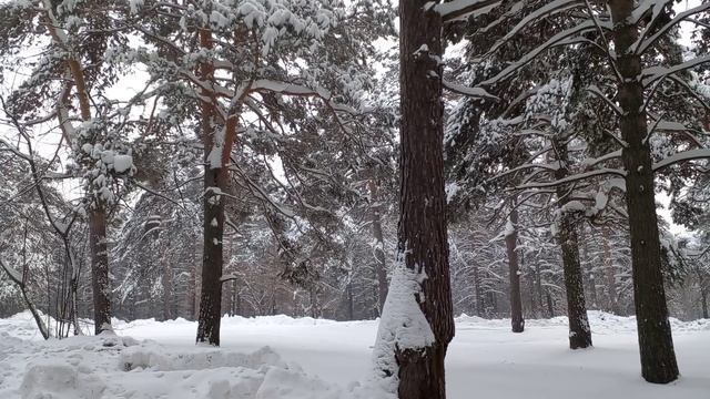 ПРОГУЛКА ПО ЛЕСУ. В бору. Красивые, могучие сосны. Природа. Снег