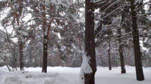 ПРОГУЛКА ПО ЛЕСУ. В бору. Красивые, могучие сосны. Природа. Снег