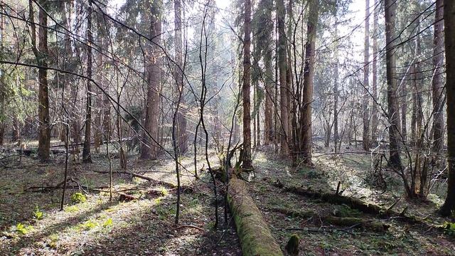 Звуки весеннего леса