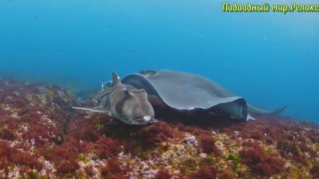 Подводный мир.Релакс.