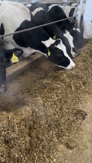 крс сенаж агроновости агрохолдинг апк зоотехния кормозаготовка кфх комбикорм агрономия