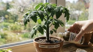 Рассада прет как ненормальная после этого! Корни еле влазят в стаканчик, а ствол с большой палец!