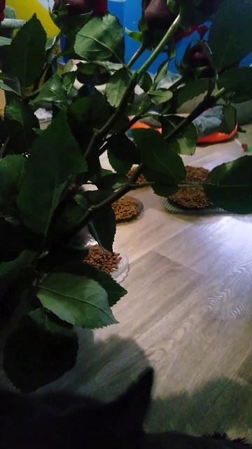 Вы знали, что коты любят розы? ^___^