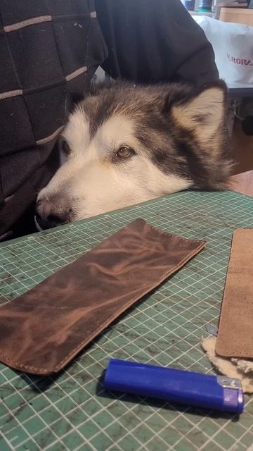 Аляскинский Маламут Юкас помогает