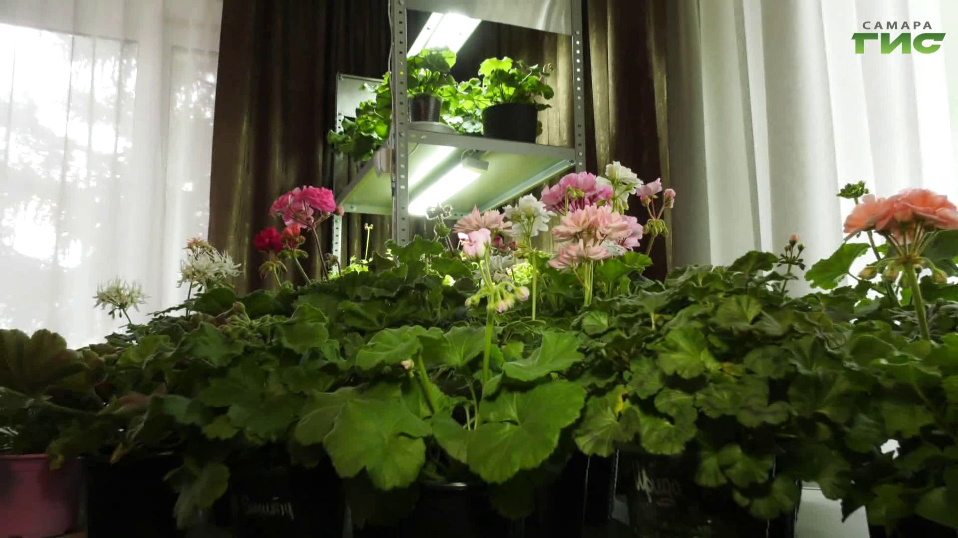 Как создать зелёный уголок дома: гайд для новичков