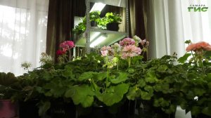 Как создать зелёный уголок дома: гайд для новичков