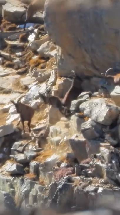 В ГОЛОВУ на 739 метров🎯 .338LM против Тура #охота