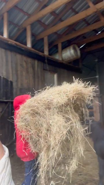 Решила рожать в конюшне