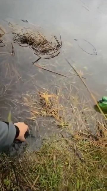 👌 Зачётный окушок.

Таких пару штучек, и рыбалка удалась.