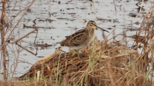 Бекас, голос птицы, наблюдение в Новгородской области, 16 апреля 2026