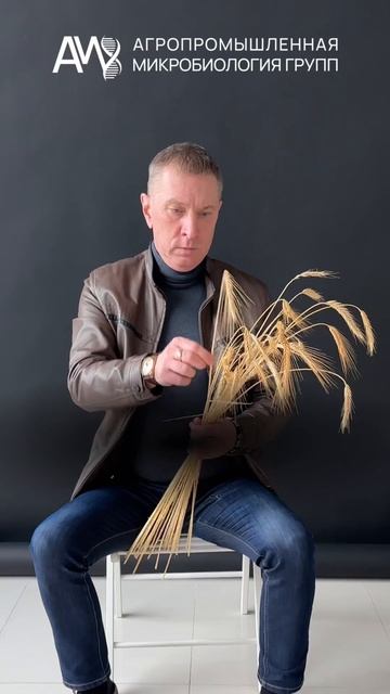 растениеводство пшеница биологизация кфх агрономия апк агроном почвообработка почвофреза