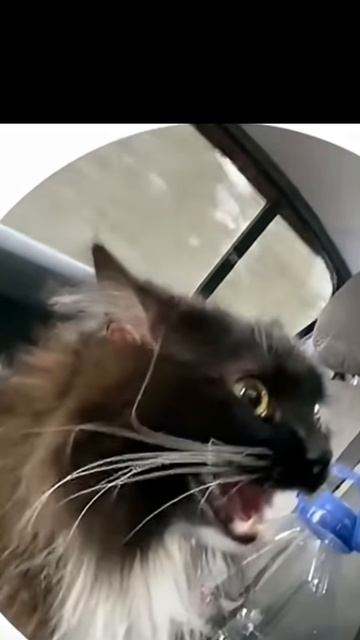 муся чепалах получеш