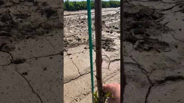 Послепосадочная обрезка черешни формировка „испанский куст“