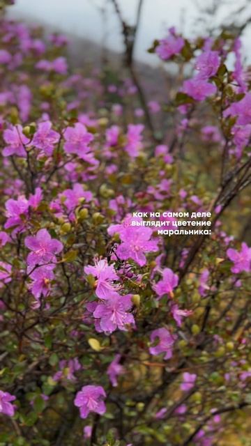 Стоит ли приезжать на цветение маральника на Алтае