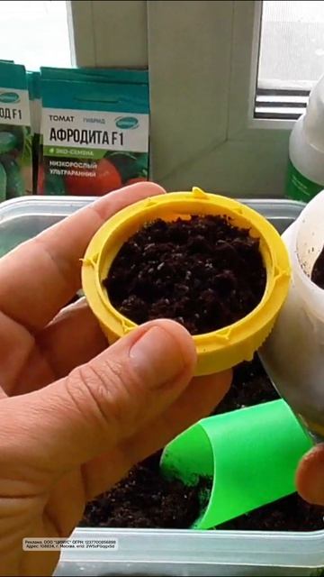 Как вырастить ПЕТРУШКУ листовую рассадным способом 🌱