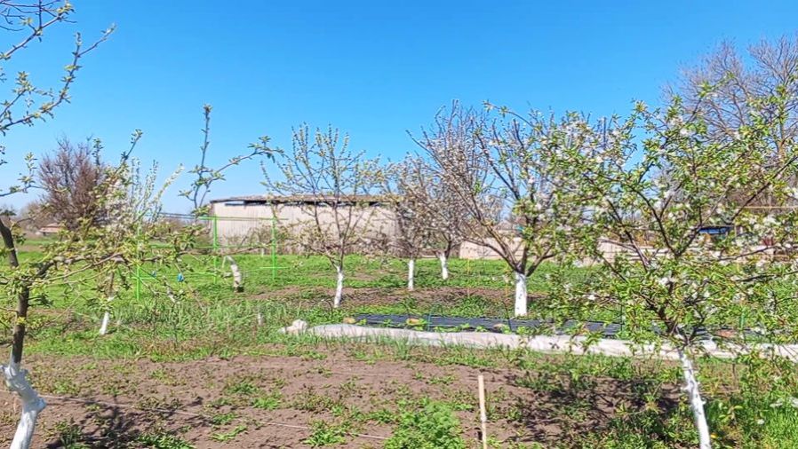 Зацвели сады кубани