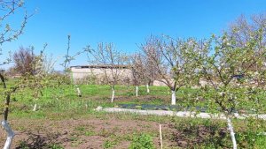 Зацвели сады кубани